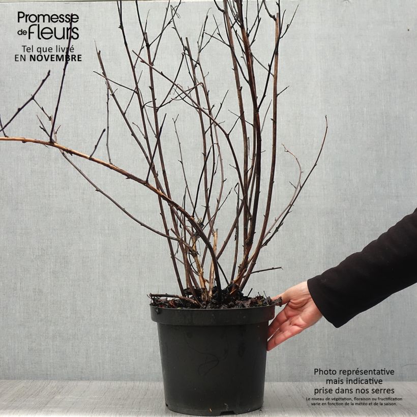 Spécimen de Physocarpus Midnight - Physocarpe à feuille d'obier en pot de 10L tel que livré en automne