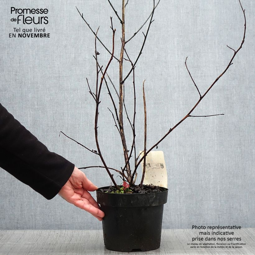 Spécimen de Physocarpus Midnight - Physocarpe à feuille d'obier en pot de 3.5L tel que livré en automne