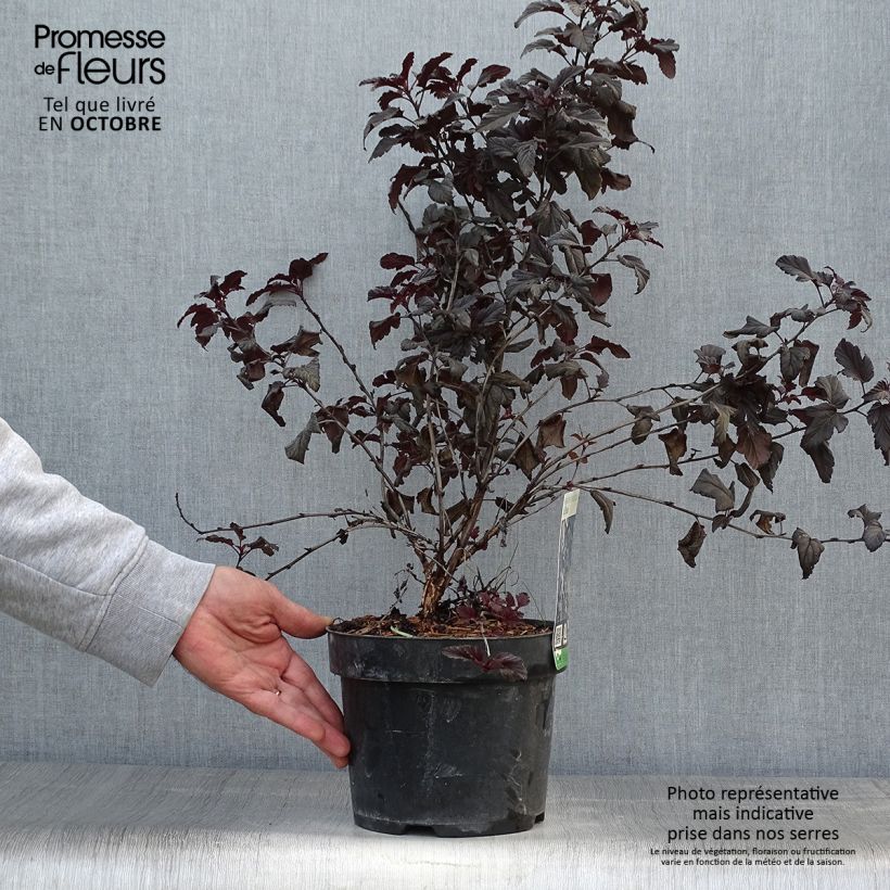 Spécimen de Physocarpus opulifolius All Black - Physocarpe noir tel que livré en automne