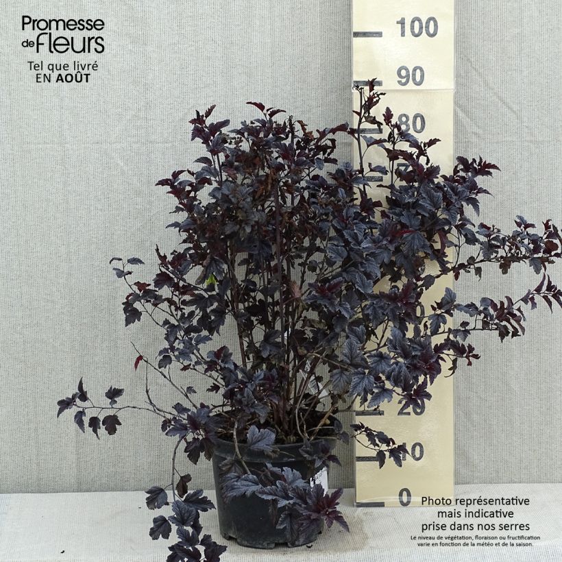 Spécimen de Physocarpus opulifolius All Black - Physocarpe noir tel que livré en été