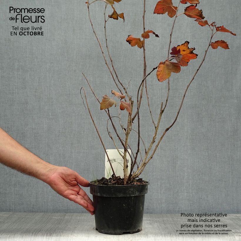 Spécimen de Physocarpus opulifolius Amber Jubilee 40cm en pot de 3.5L. tel que livré en automne