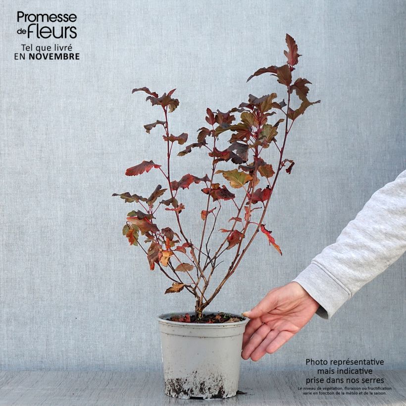 Spécimen de Physocarpus opulifolius Diable D'Or - Physocarpe ? feuilles cuivre Pot de 3L/4L tel que livré en automne