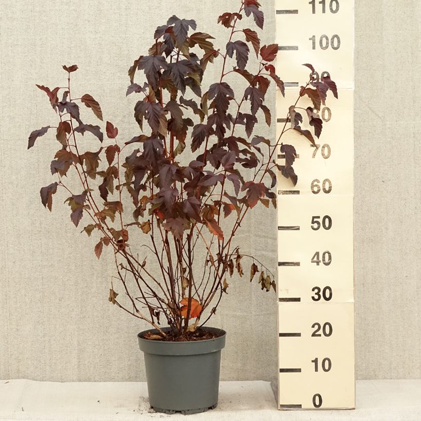 Spécimen de Physocarpus opulifolius Diabolo en pot de 7,5L/10L tel que livré en automne