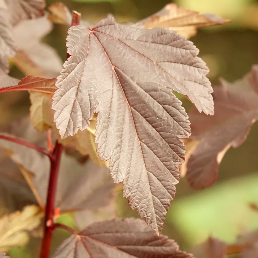 Physocarpus opulifolius Diabolo - Physocarpe à feuilles pourpres (Feuillage)