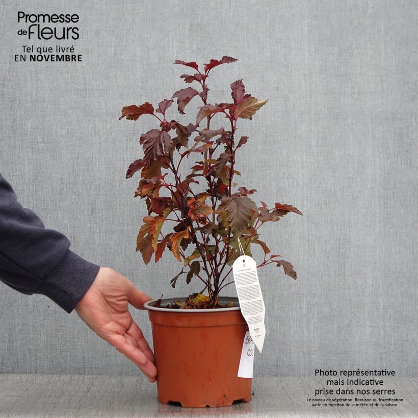 Spécimen de Physocarpus opulifolius Little Angel - Physocarpe Pot de 2L/3L tel que livré en automne