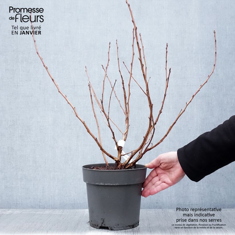 Spécimen de Physocarpus opulifolius Magic Ball tel que livré en hiver