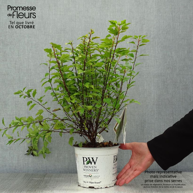 Spécimen de Physocarpus opulifolius Tiny Wine Gold Pot de 2L/3L tel que livré en automne