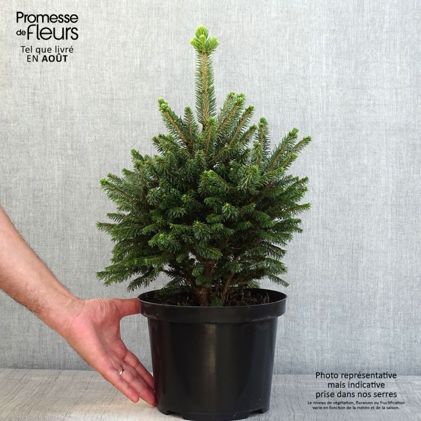 Spécimen de Picea abies Will's Zwerg - Épicéa commun tel que livré en été