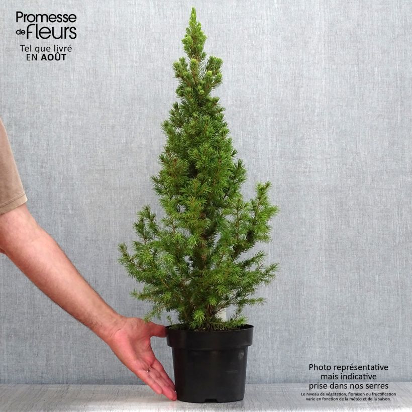Spécimen de Picea glauca December - Épinette blanche  tel que livré en été