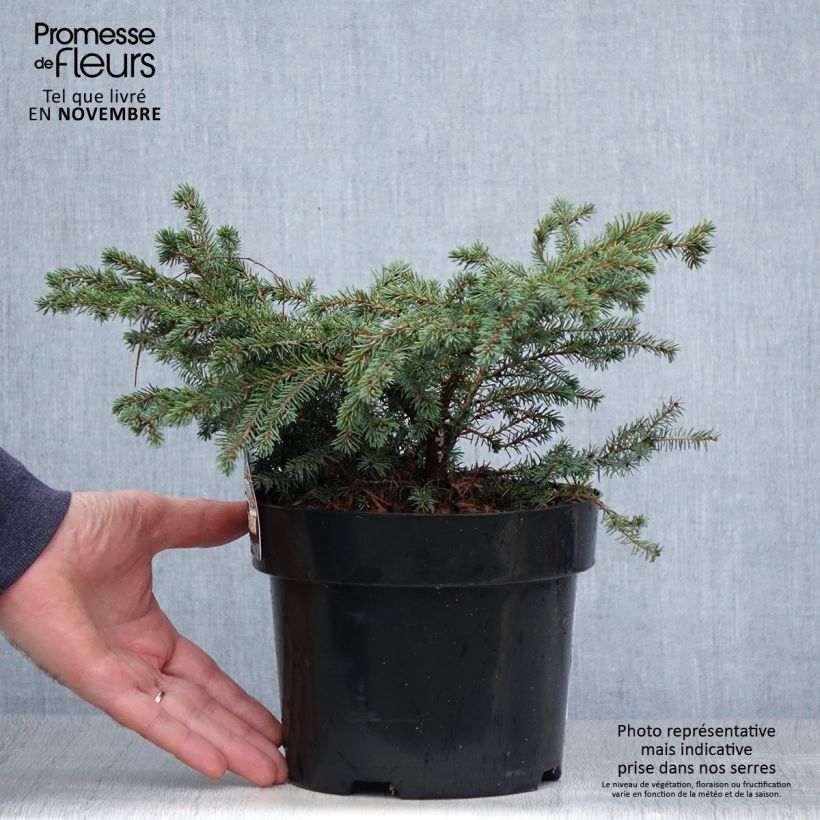 Spécimen de Picea mariana Nana - Epinette noire                               tel que livré en automne