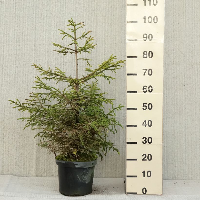 Spécimen de Picea orientalis Aureospicata - Sapinette d'Orient Pot de 7,5L tel que livré en automne