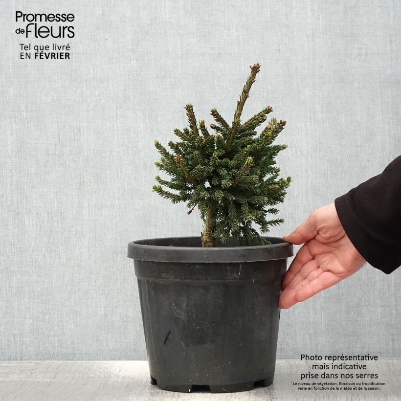 Spécimen de Picea orientalis Barnes - Sapinette d'Orient Pot de 3L/4L tel que livré en hiver