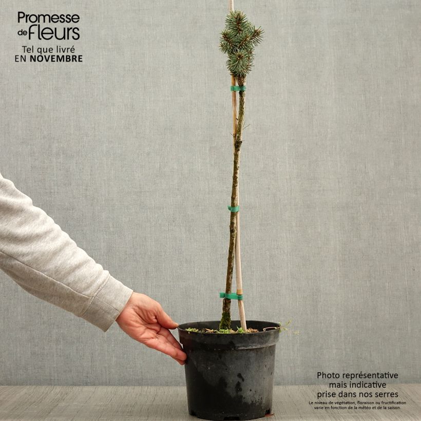 Spécimen de Picea pungens Brynek - Epicea bleu Pot de 4L/5L Tige tel que livré en automne