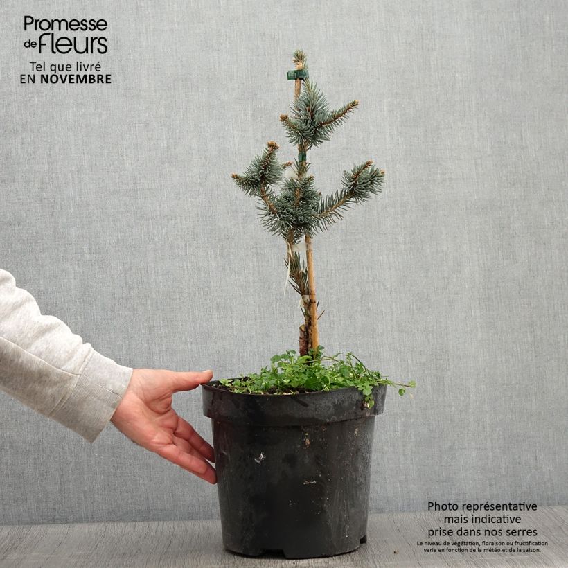 Spécimen de Picea pungens Iseli Foxtail - Epicea bleu Pot de 3L/4L tel que livré en automne