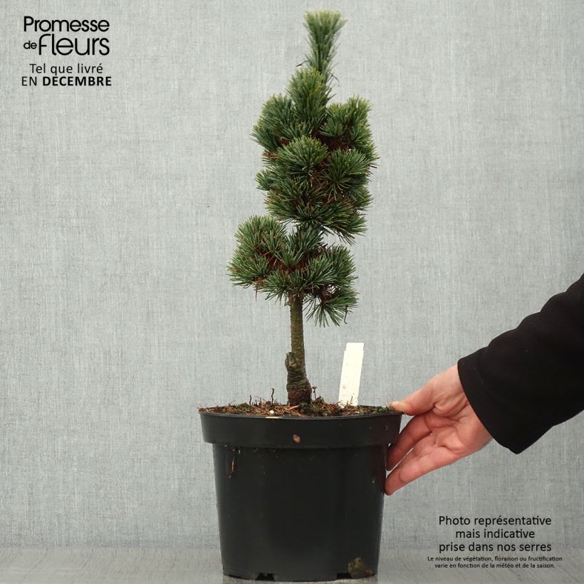 Spécimen de Pin cembro nain - Pinus cembra Compacta Glauca Pot de 4L/5L tel que livré en automne