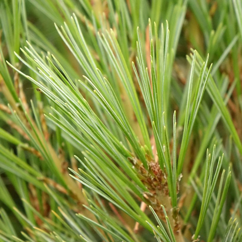 Pin de l'Himalaya - Pinus wallichiana Densa Hill (Feuillage)