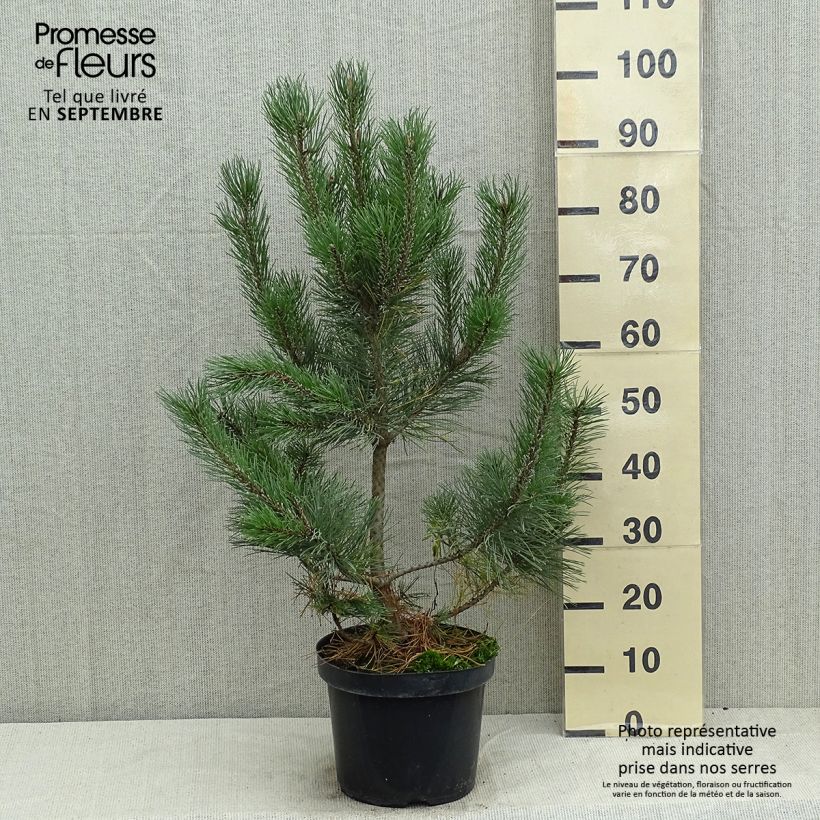 Spécimen de Pin de montagne - Pinus mugo Gnom tel que livré en été