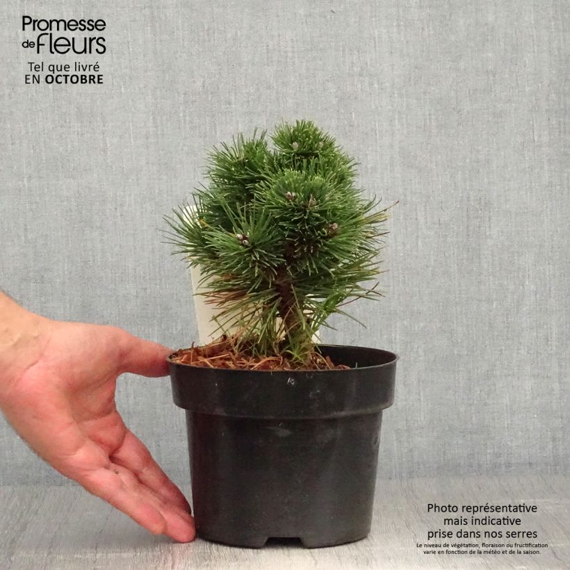 Spécimen de Pin de montagne - Pinus mugo Heideperle tel que livré en automne