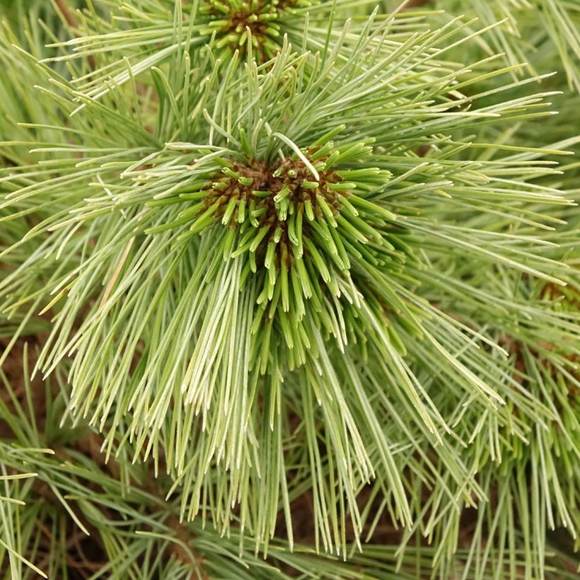 Pin de Weymouth nain - Pinus strobus Mary Butler (Feuillage)