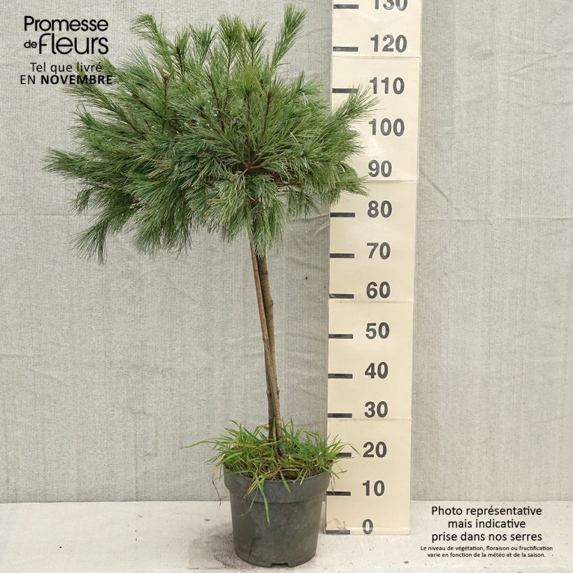 Spécimen de Pin de Weymouth nain - Pinus strobus Mary Butler tel que livré en automne