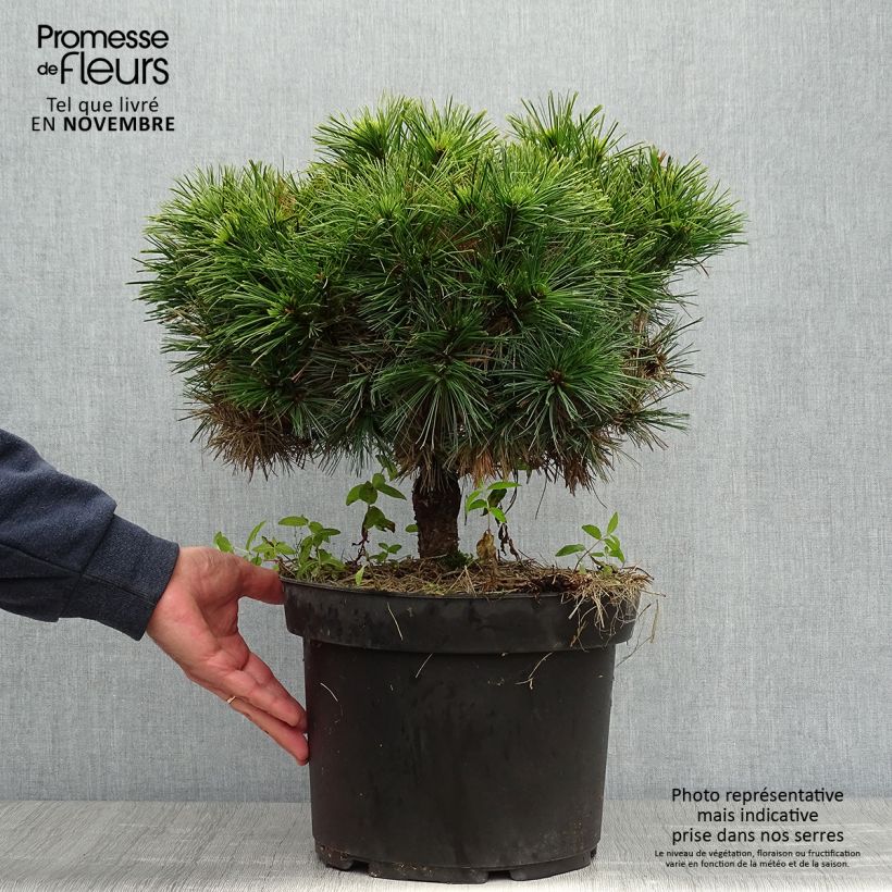Spécimen de Pin de Weymouth nain - Pinus strobus Minuta tel que livré en automne