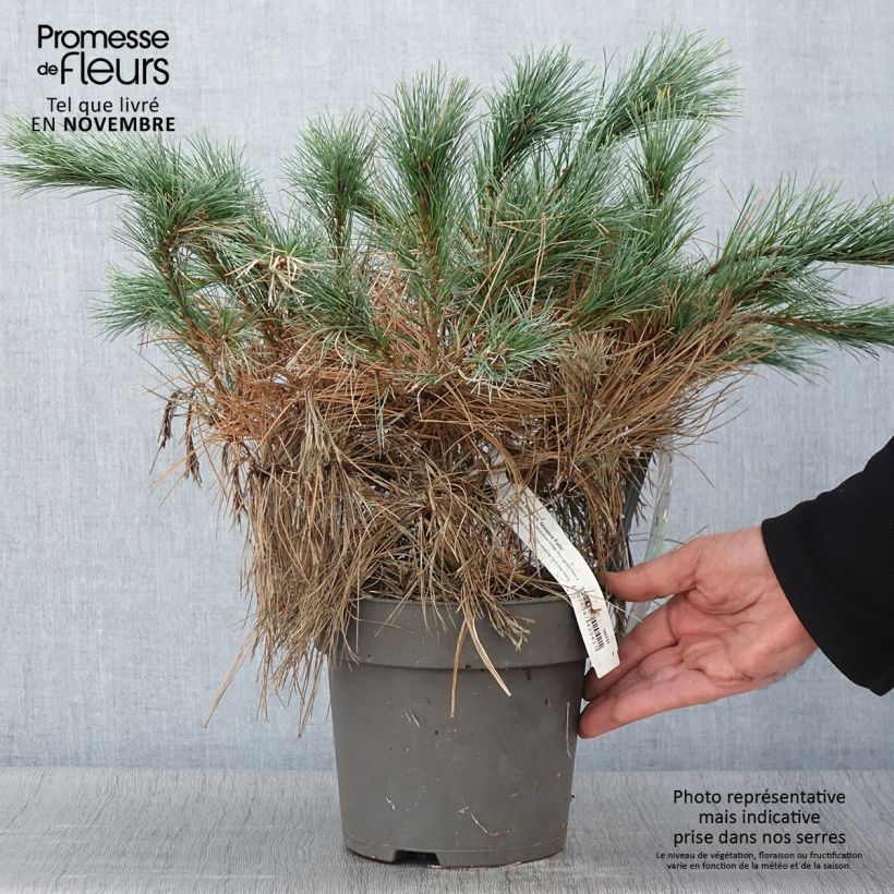 Spécimen de Pin de Weymouth nain - Pinus strobus Niagara Falls tel que livré en automne