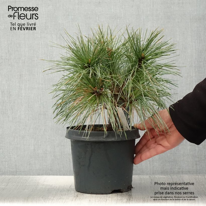 Spécimen de Pin de Weymouth nain - Pinus strobus Radiata Pot de 3L tel que livré en hiver