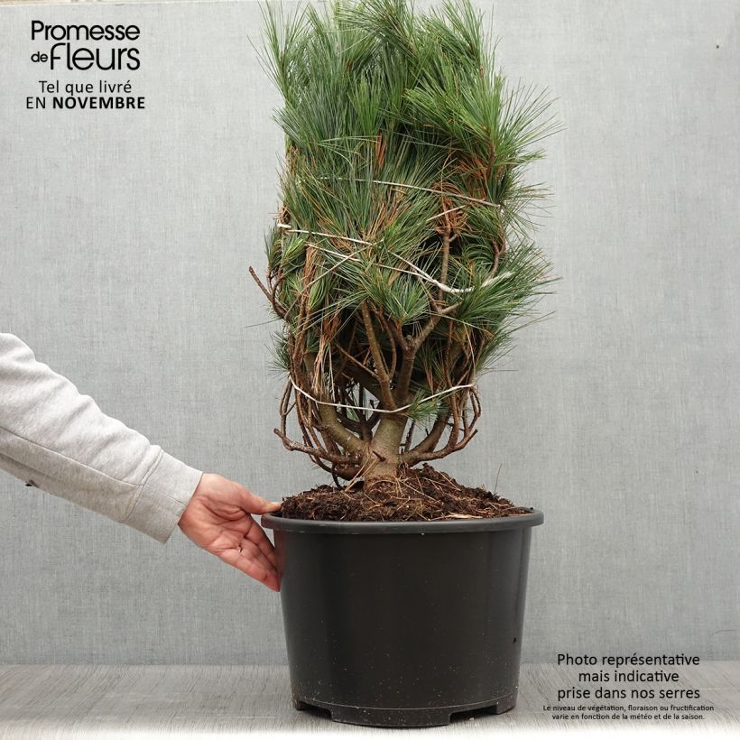 Spécimen de Pin de Weymouth - Pinus strobus Secrest tel que livré en automne