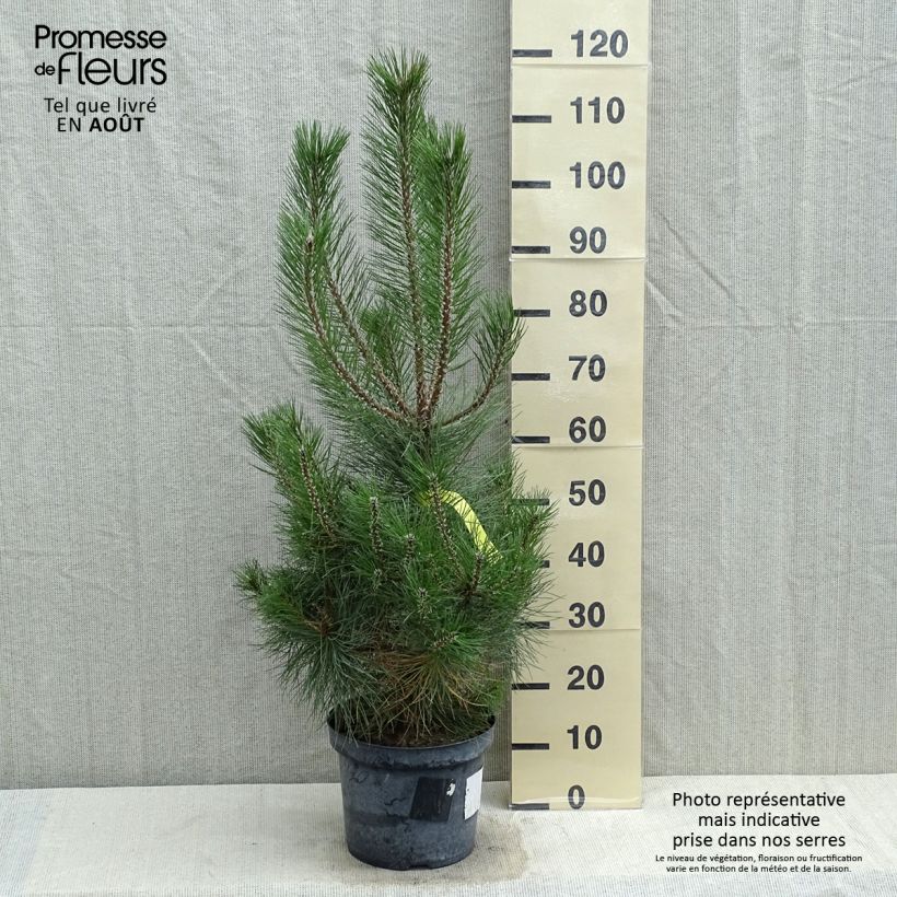 Spécimen de Pin noir d'Autriche - Pinus nigra nigra tel que livré en été