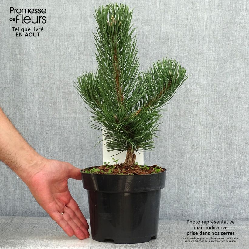 Spécimen de Pin noir - Pinus nigra Oregon Green tel que livré en été