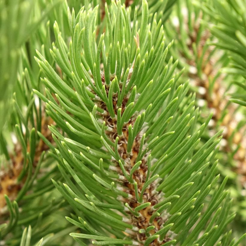 Pin noir - Pinus nigra Oregon Green (Feuillage)