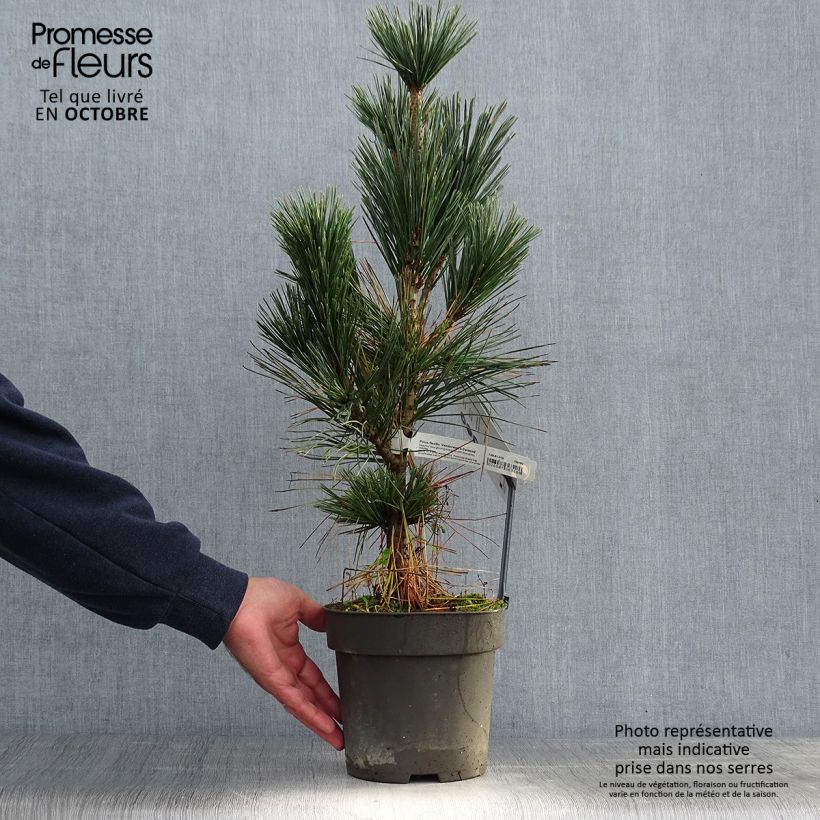 Spécimen de Pin - Pinus flexilis Vanderwolf's Pyramid tel que livré en automne