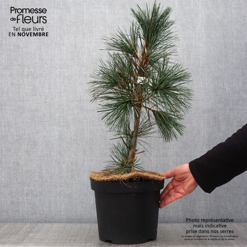 Spécimen de Pin - Pinus flexilis Vanderwolf's Pyramid tel que livré en automne