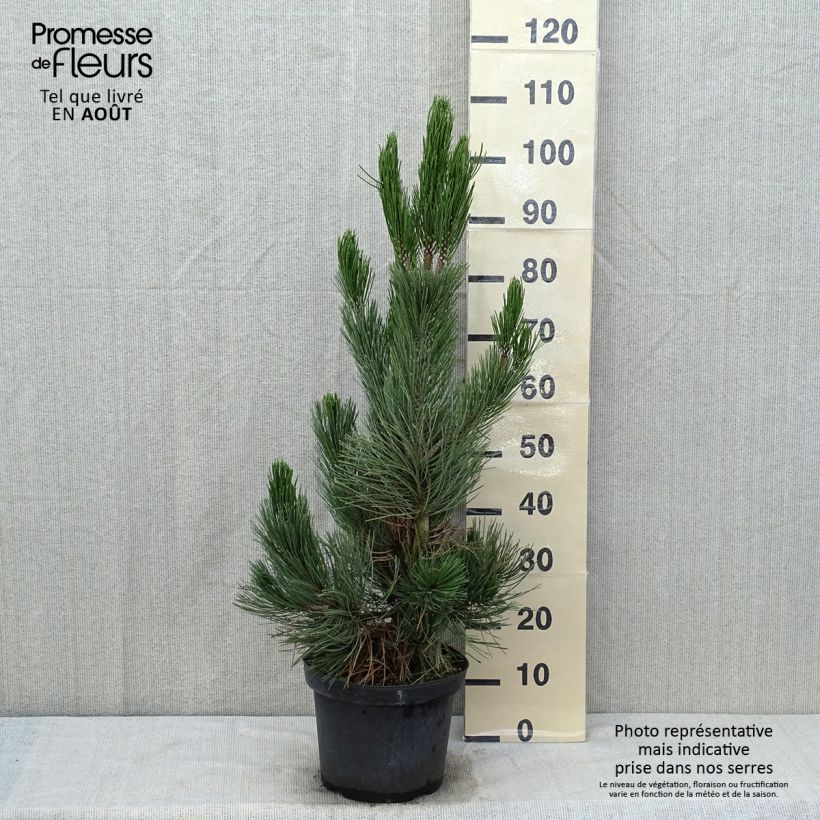 Spécimen de Pin - Pinus heldreichii Satellit tel que livré en été