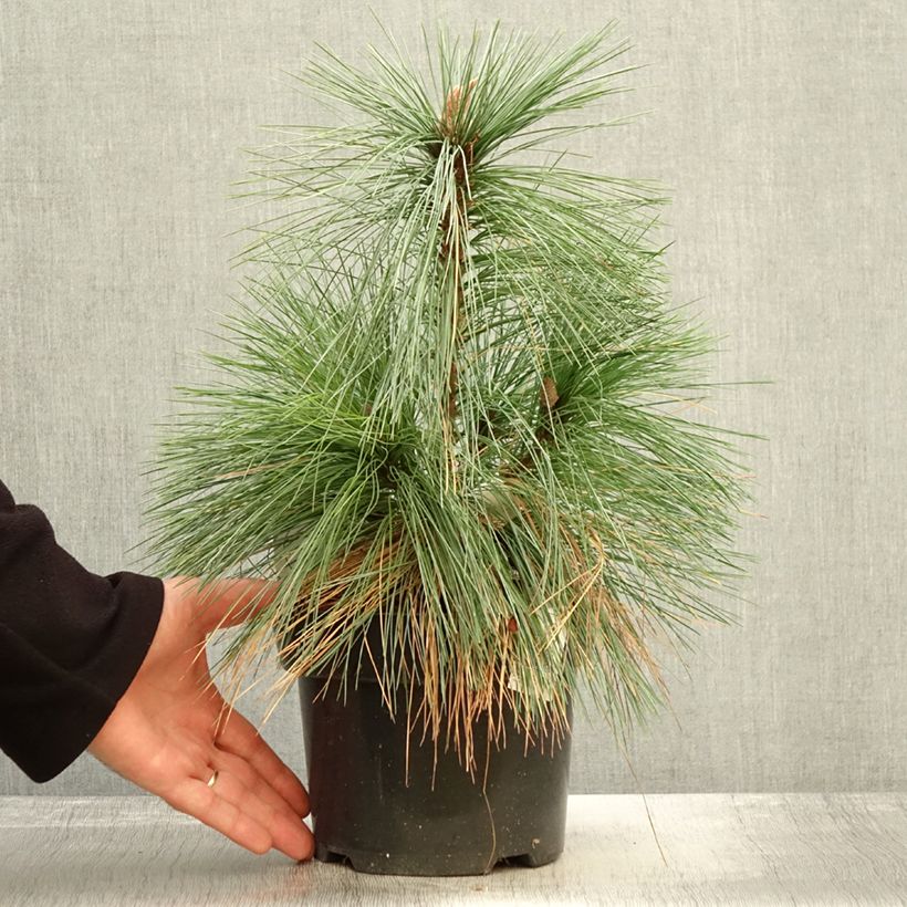 Spécimen de Pin - Pinus schwerinii Wiethorst en pot de 2l/3l tel que livré en automne