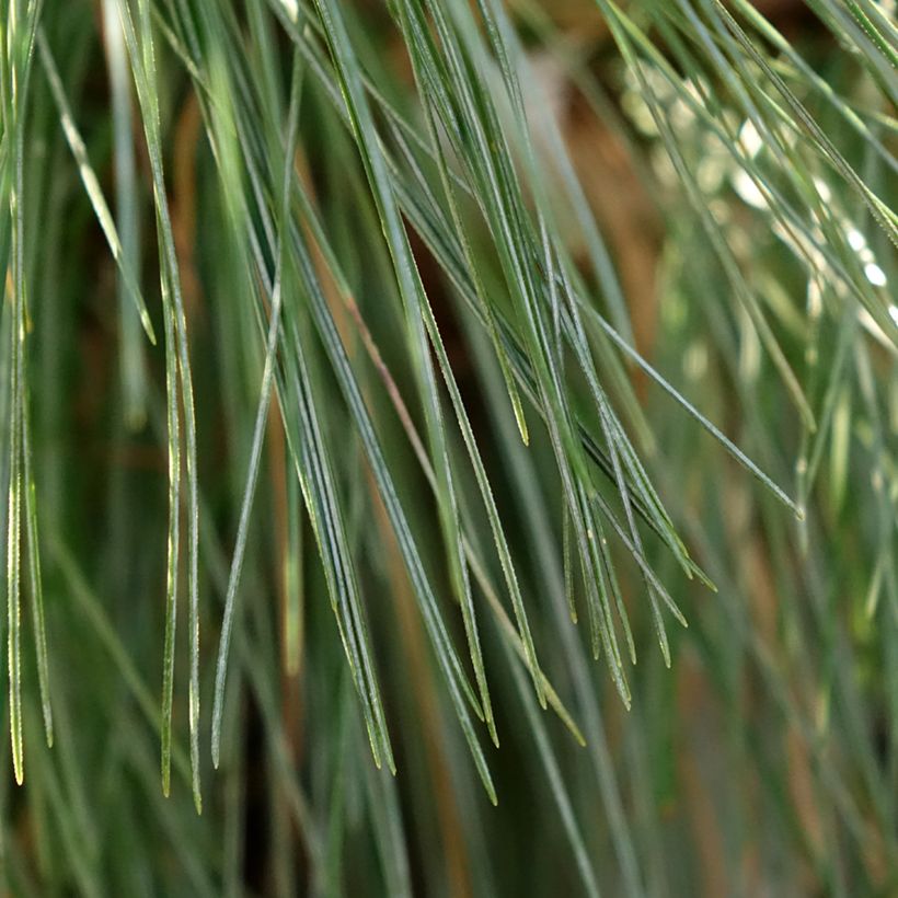 Pin - Pinus schwerinii Wiethorst (Feuillage)