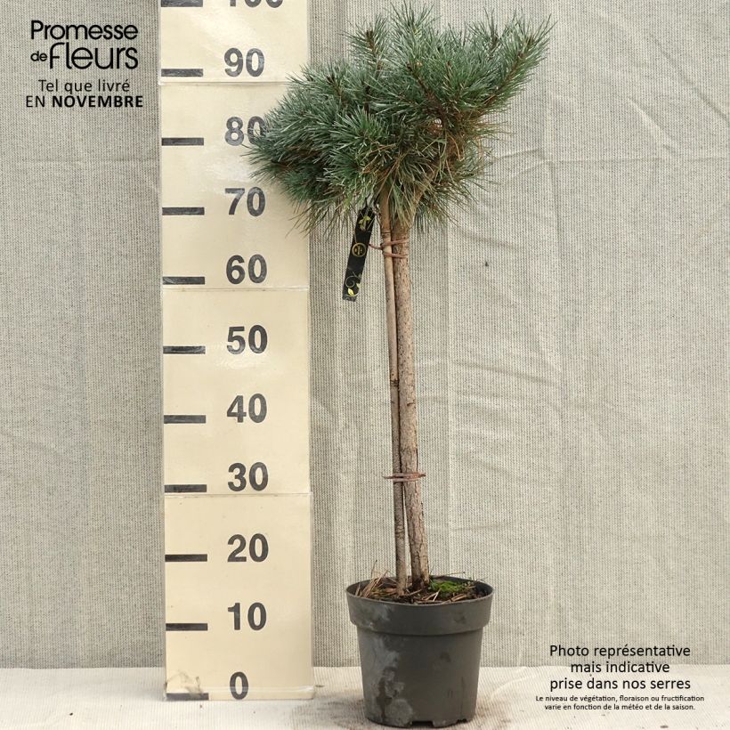 Spécimen de Pin sylvestre nain - Pinus sylvestris Chantry Blue - Pot de 4L/5L tel que livré en automne