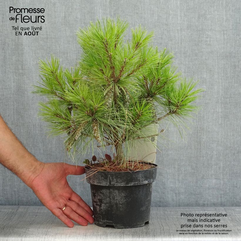 Spécimen de Pin Weymouth - Pinus strobus Blue Shag tel que livré en été