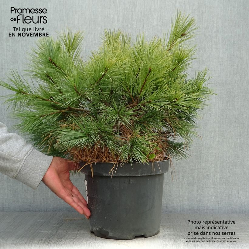 Spécimen de Pin Weymouth - Pinus strobus Blue Shag tel que livré en automne