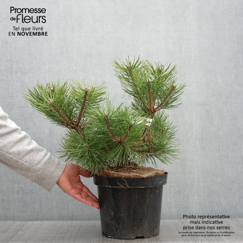 Spécimen de Pinus densiflora Jane Kluis - Pin rouge du Japon en 7.5L               tel que livré en automne