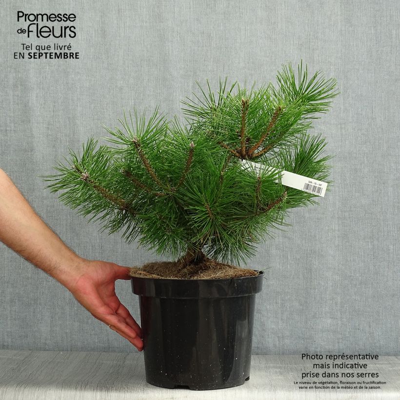 Spécimen de Pinus densiflora Jane Kluis - Pin rouge du Japon tel que livré en été