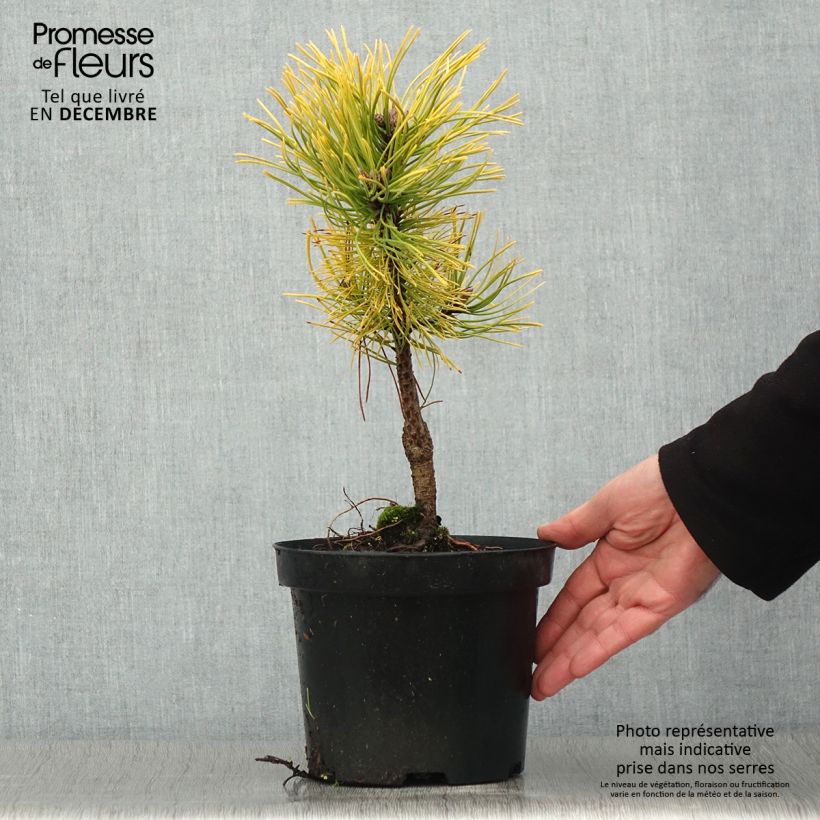 Spécimen de Pinus mugo Golden Glow - Pin de montagne                          tel que livré en automne
