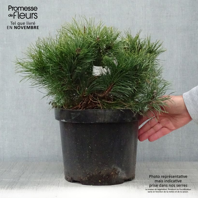 Spécimen de Pinus mugo pumilio - Pin de montagne tel que livré en automne