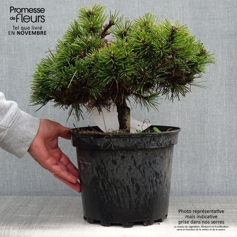 Spécimen de Pinus nigra Agnes Brégeon - Pin noir  tel que livré en automne