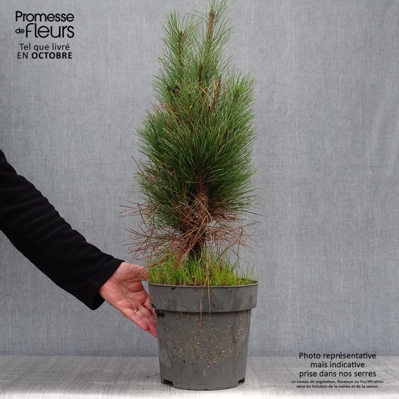 Spécimen de Pinus nigra Green Tower - Pin noir en pot de 7,5/10L tel que livré en automne