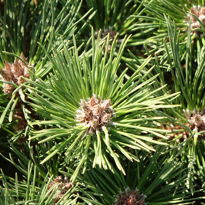 Pinus nigra Pierrick Brégeon  - Pin noir (Feuillage)