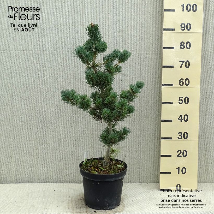 Spécimen de Pinus parviflora Azumi Goye - Pin blanc du Japon                     tel que livré en été