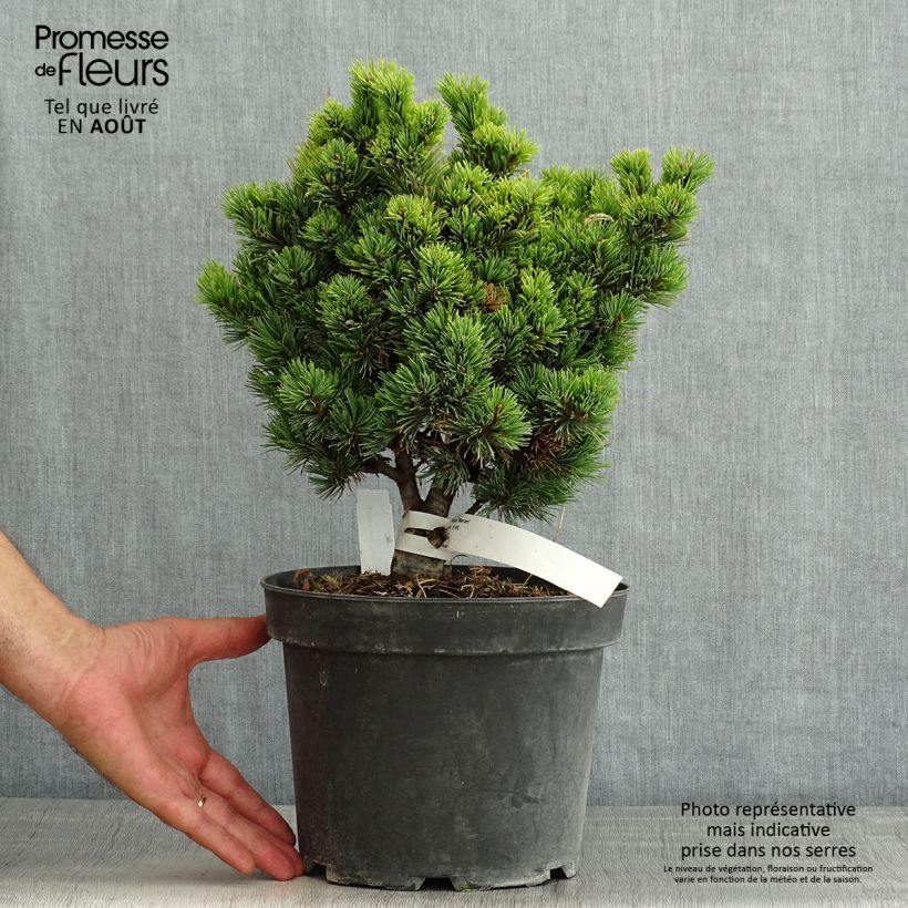 Spécimen de Pinus parviflora Beran - Pin blanc du Japon                           tel que livré en été