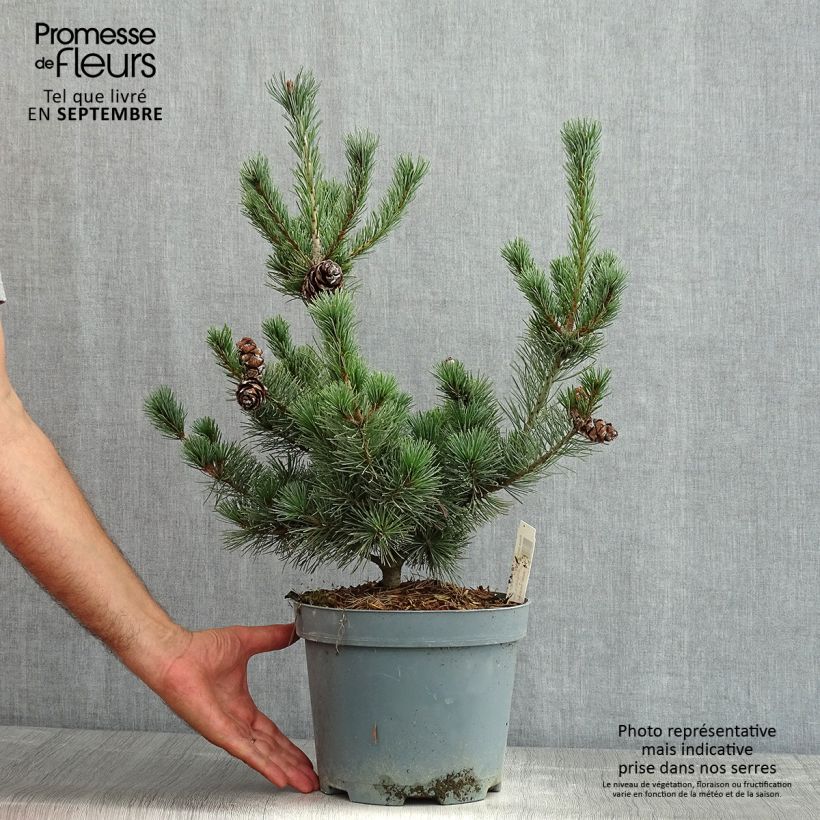 Spécimen de Pinus parviflora Glauca - Pin blanc du Japon tel que livré en été