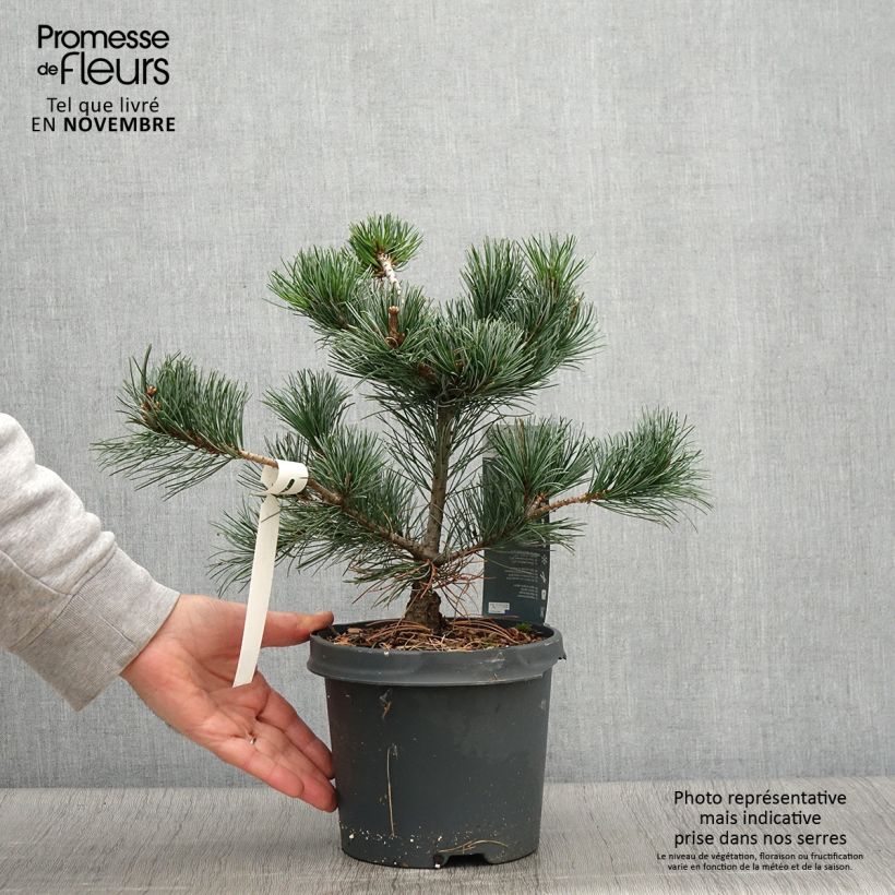 Spécimen de Pinus parviflora Negishi - Pin blanc japonais Pot de 4L/5L tel que livré en automne